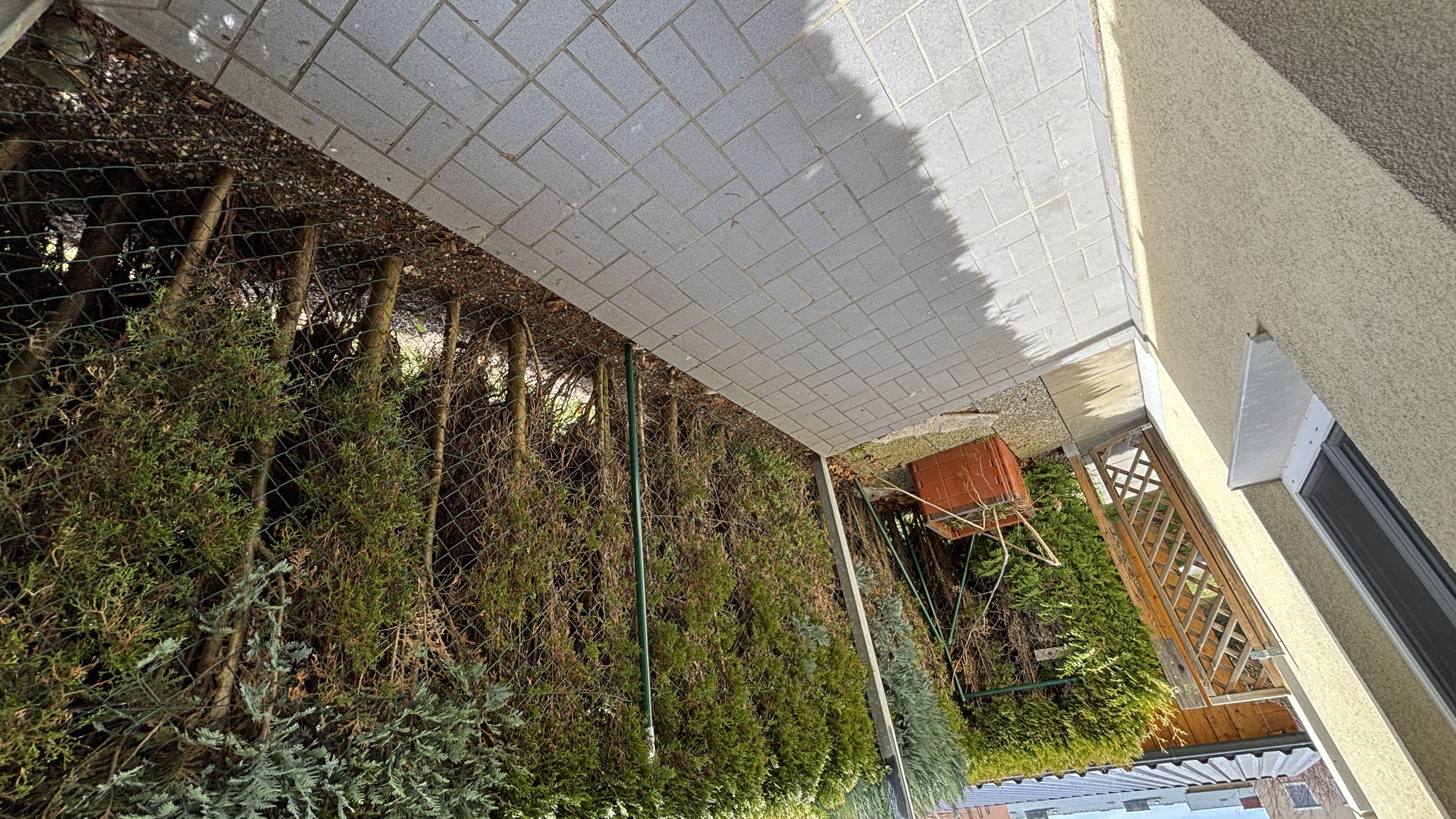 tosons_peste_156402_IMG_0195.jpeg